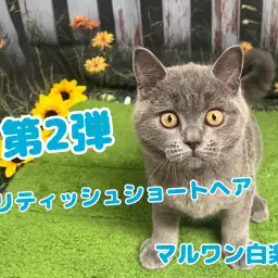 【 ブリティッシュショートヘア 】まんまる顔の癒し系！甘え上手な男の子の成長記録