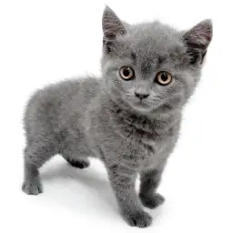 ブリティッシュショートヘア