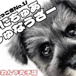 【 ミニチュアシュナウザー 】愛嬌たっぷりで陽気な性格！キュートな魅力満載の女の子