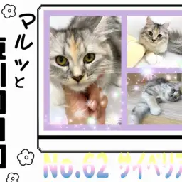 【 マルっと東川口日和No. 62 】わんことも仲良くなれるクール系サイベリアン