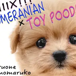 【 MIX 】ポメラニアンとトイプードルのミックスは愛らしさ満載のルックス！