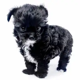 MIX（チワワ×トイプードル）