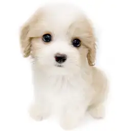 MIX（キャバリアキングチャールズスパニエル×ビションフリーゼ）