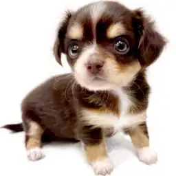 MIX（チワワ×ミニチュアダックスフント）