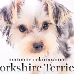 【 ヨーキー 】要求吠えほぼゼロ？！サイレントヨーキーに成長！！
