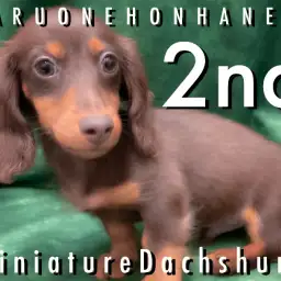 【 ミニチュアダックス 】甘えん坊で健康的！初めてでも安心なダックスちゃん！