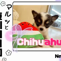 【 マルっと東川口日和No.72 】牛柄模様に注目！ミニマムサイズチワワ！