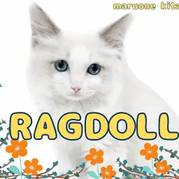 【 ラグドール 】才色兼備のイケメン猫ラグドールくんが埼玉県戸田市に登場!