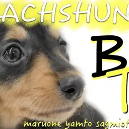 【 カニンヘンダックスフント 】元気印の短足女子！甘え上手なブラタンダックス！