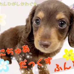 【 ミニチュアダックスフント 】凛々しさと穏やかさを兼ね揃える優しい美男子！