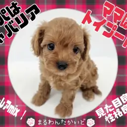 【 キャバリア×トイプードル 】Z世代も注目！？癒し度満点の超レアMix犬降臨！