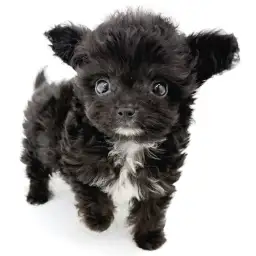 MIX（トイプードル×チワワ）