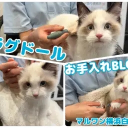 【 ラグドール 】温厚にゃんこ代表!抱っこもできる甘えん坊男子のお手入れに密着!