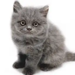 ブリティッシュロングヘア