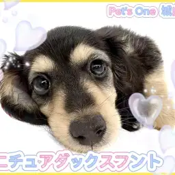 【 ミニチュアダックスフント 】可愛さ爆発!争奪戦間違いなしの女の子が来たよ!