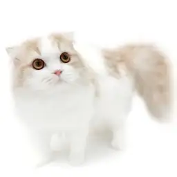 スコティッシュフォールド