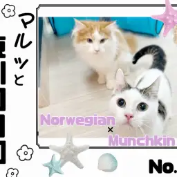 【 マルっと東川口日和No.56 】猫馴れ完璧の短足マンチくんと美形ノル君