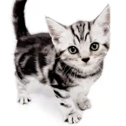 アメリカンショートヘア