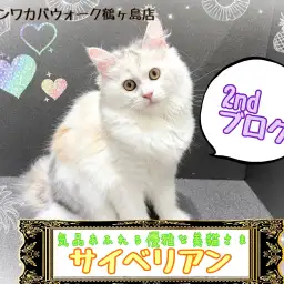 【 サイベリアン 】とっても綺麗な美猫さまに成長中