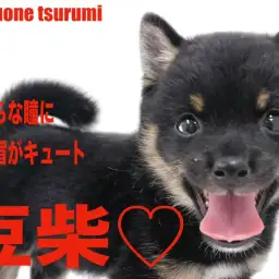 【 豆柴 】つぶらな瞳に麻呂眉がとてもキュートな女の子!