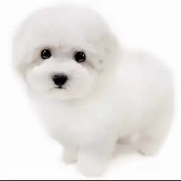 ビションフリーゼ