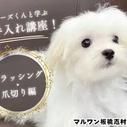 【 子犬のお手入れ 】マルチーズくんと学ぶ!基本のブラッシングと爪切り方法!