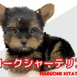 【 ヨークシャーテリア 】北戸田に小さめ体型の穏やかでフレンドリーな女の子入店!