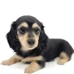 ミニチュア・ダックスフント