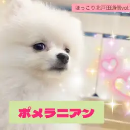 【 ほっこり北通vol.198 】遊ぶの大好き!!元気なポメラニアン男子の日常