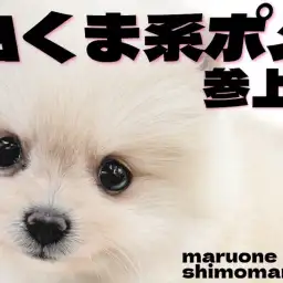 【 ポメラニアン 】たぬき顔が可愛い！明るくフレンドリーなクリームカラーの女の子