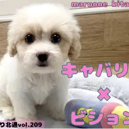 【 ほっこり北通vol.209 】キャバションくんのしっぽフリフリが止まらない!