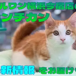 【 マンチカン 】超短足の甘え上手なレッドタビーの男の子！最新情報をお届け！