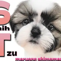 【 シーズー 】甘える時は全力で!眉毛がチャームポイントの癒し系の女の子