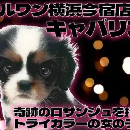 【 キャバリア 】幸福を呼ぶロザンジュをもつトライカラーの女の子が聖地に登場！