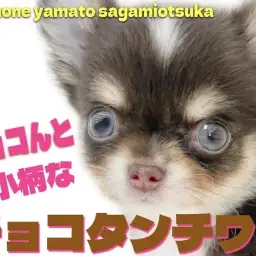 【 チワワ 】秋先取りのビターチョコカラー！ 写真映え抜群の小さめチワワをご紹介