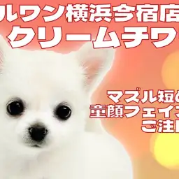 【 チワワ 】生後2ヶ月で660g!人懐っこさ全開!クリームチワワの女の子登場!