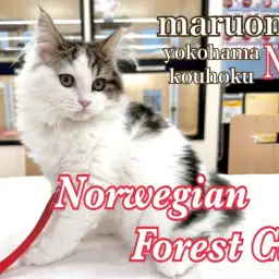 【 ノルウェージャンフォレストキャット 】おおらか美男子の成長記録第3弾