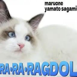 【 ラグドール 】クールな見た目のぬいぐるみキャット！大人の階段登り始めた成長記