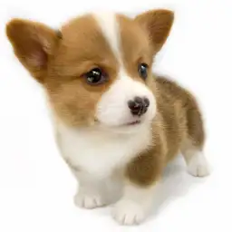 ウェルシュコーギーペンブローク