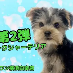 【 ヨークシャーテリア 】生後3ヶ月のヨーキーくん！初めてのシャンプーに密着！