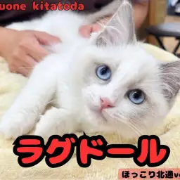 【 ほっこり北通vol.211 】 美しい色合いのプリンセスラグドールちゃん!