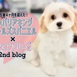 【 MIXキャバリア×ビション 】生後4ヶ月を迎えた天性のアイドルキャバション！