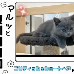 【 マルっと東川口日和No.57 】クールさと可愛さを両立したブリちゃん登場！