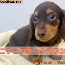 【 ほっこり北通vol.195 】深みのあるチョコタンカラーの甘えん坊王子様入店!