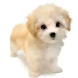 MIX（マルチーズ×トイプードル）