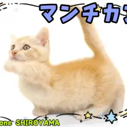【 マンチカン 】短足好き必見!甘えん坊の短足マンチがやってきた!