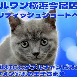 【 ブリティッシュショートヘア 】パパはICCダブルチャンピオンの丸顔ニャンコ!