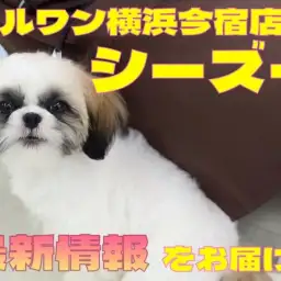 【 シーズー 】今宿店の癒し担当！ペチャ顔わんこのお散歩デビューに密着！