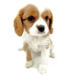 キャバリア・キングチャールズ・スパニエル