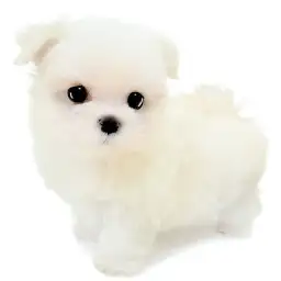 MIX（チワワ×マルチーズ）